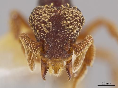 Eurhopalothrix semicapillum的头部近照。这是一种发现于哥斯达黎加的蚂蚁,属于杰克·伦吉诺发现的33个蚂蚁新种之一。 Eurhopalothrix semicapillum的头部近照。这是一种发现于哥斯达黎加的蚂蚁,属于杰克·伦吉诺发现的33个蚂蚁新种之一。