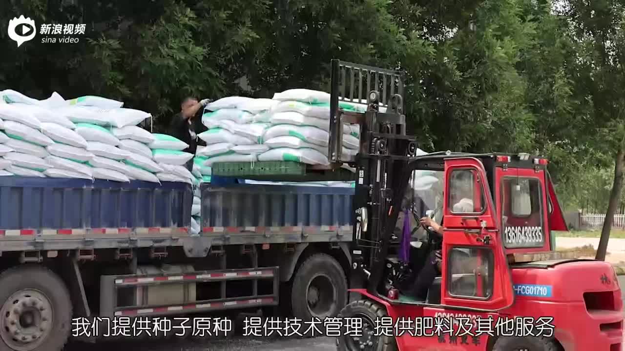 千万元贷款助小麦良种“颗粒归仓”-1
