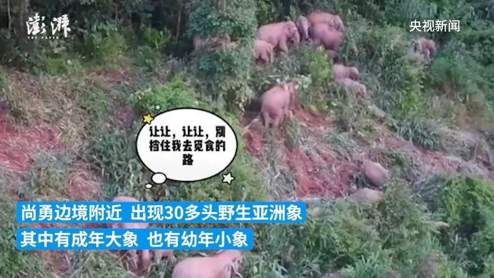云南30多头野生象同框觅食