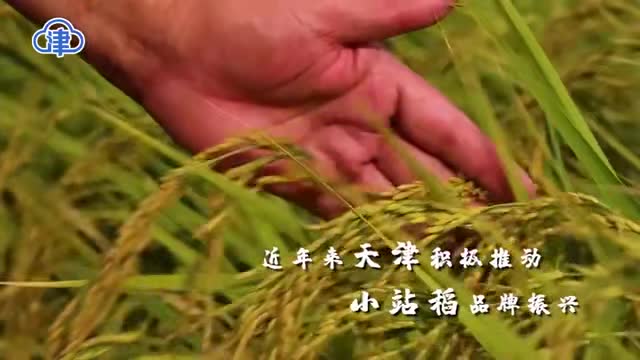 让“中国饭碗”装上更多“天津粮”