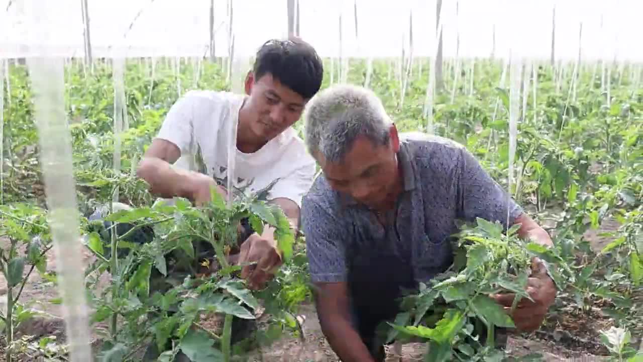 临淄区西单村蔬菜大棚