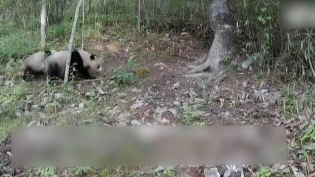 秦岭拍到野生大熊猫遛娃