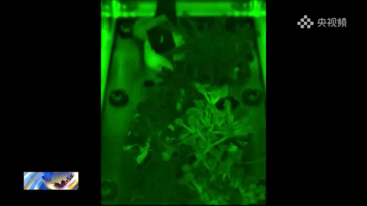 水稻在中国空间站结穗