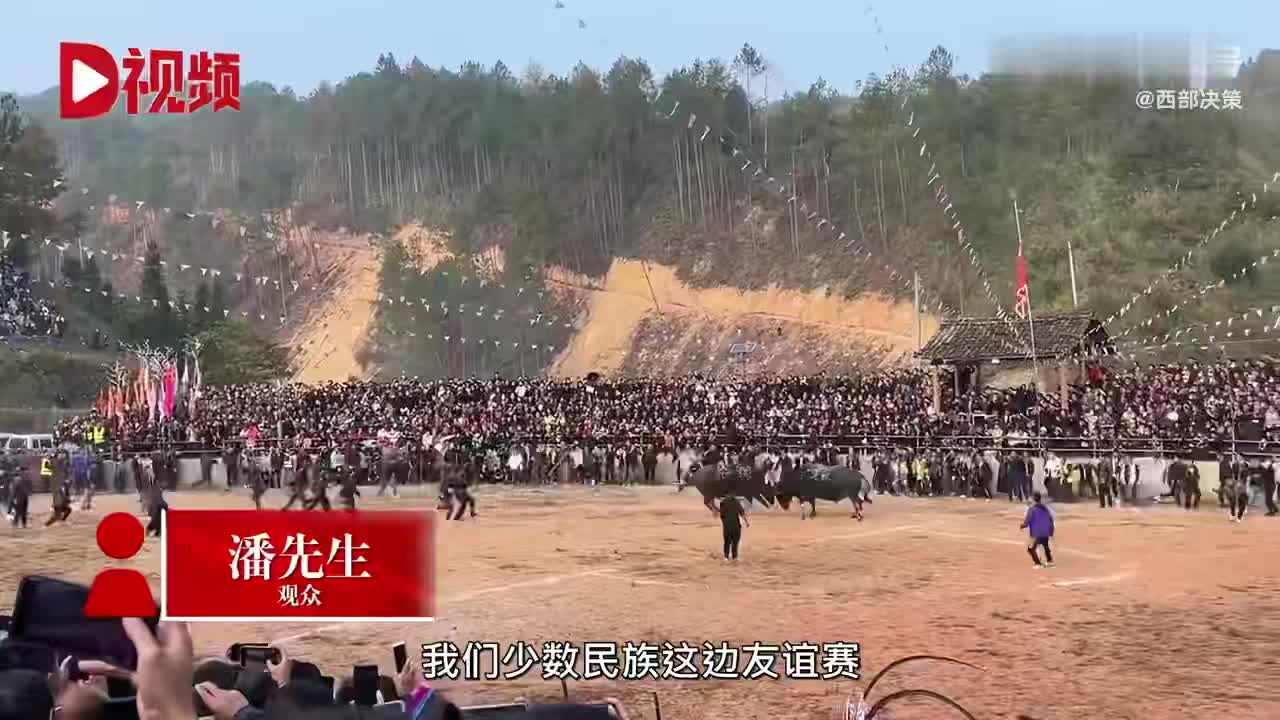 农村斗牛引8万村民围观