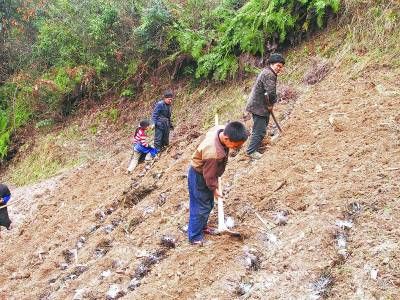 留守孩子跟着爷爷奶奶种洋芋