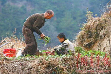 8岁的陈勇和大爷爷一起种菜。陈勇3岁时，父母双亡，不久爷爷、奶奶也过世了，他从小就和大爷爷相依为命。