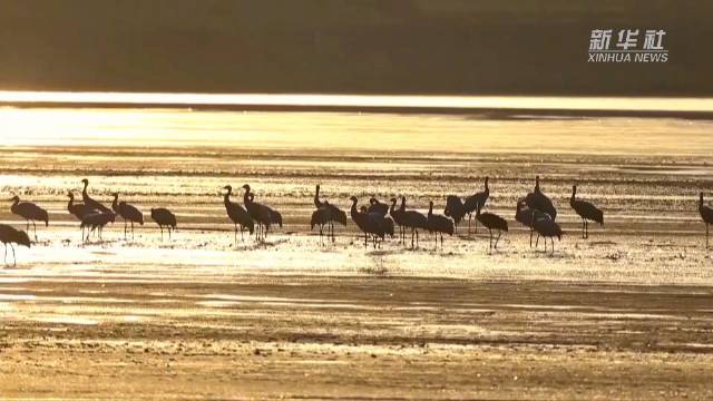 灰鹤栖息美如画