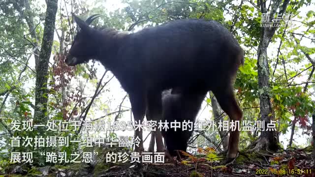 難得一見！湖北密林深處中華鬣羚跪地求乳