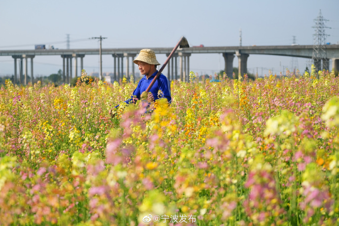 犹如一幅油画 鄞州云龙七彩油菜花扮靓春天的田野