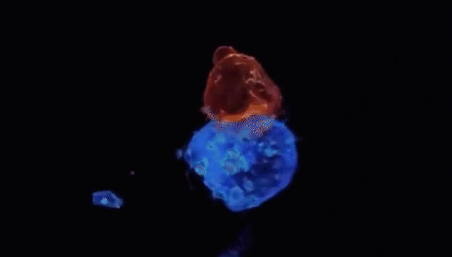 怎么杀死癌细胞求解 9e1a-4e9759cfdd0890e903e01fd3a4896729.jpg