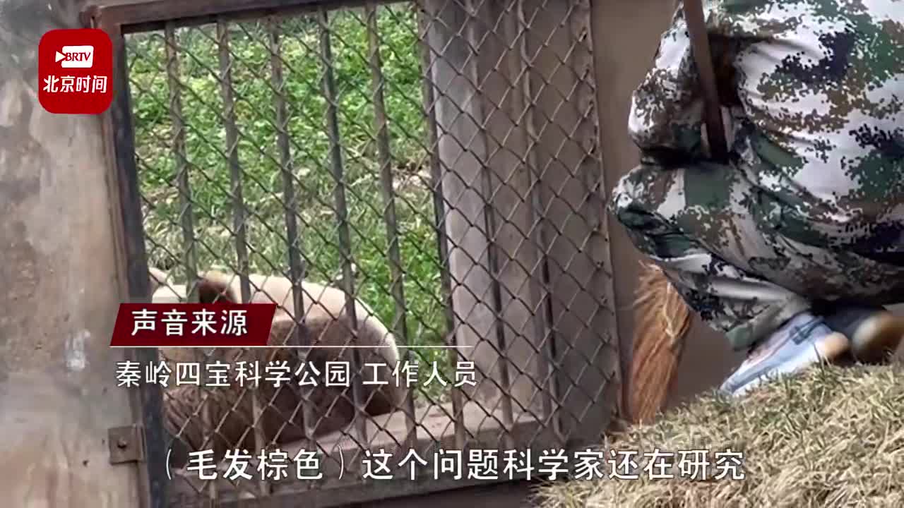 棕色大熊猫你见过吗？