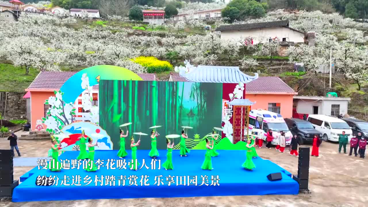 湖北秭歸：千樹萬樹李花開 美麗鄉(xiāng)村引客來