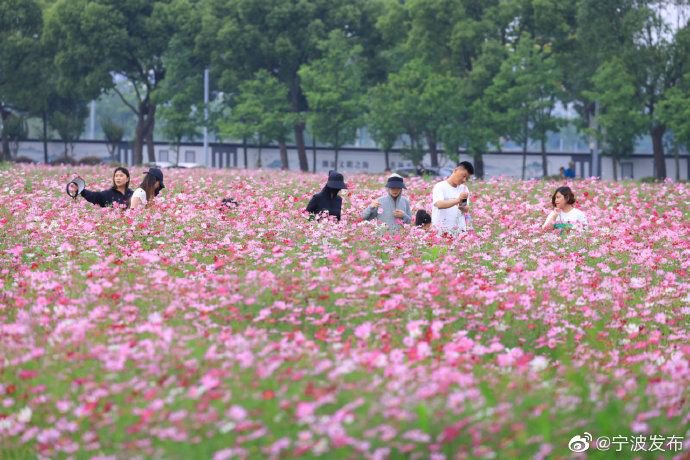 邂逅浪漫花海 东钱湖玉泉南路边10万平方波斯菊绽放