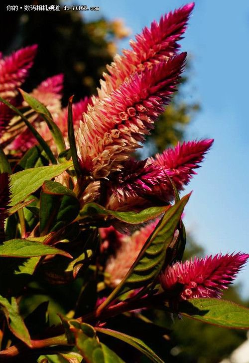 FaceBook流传索尼NEX-7R首张样张曝光