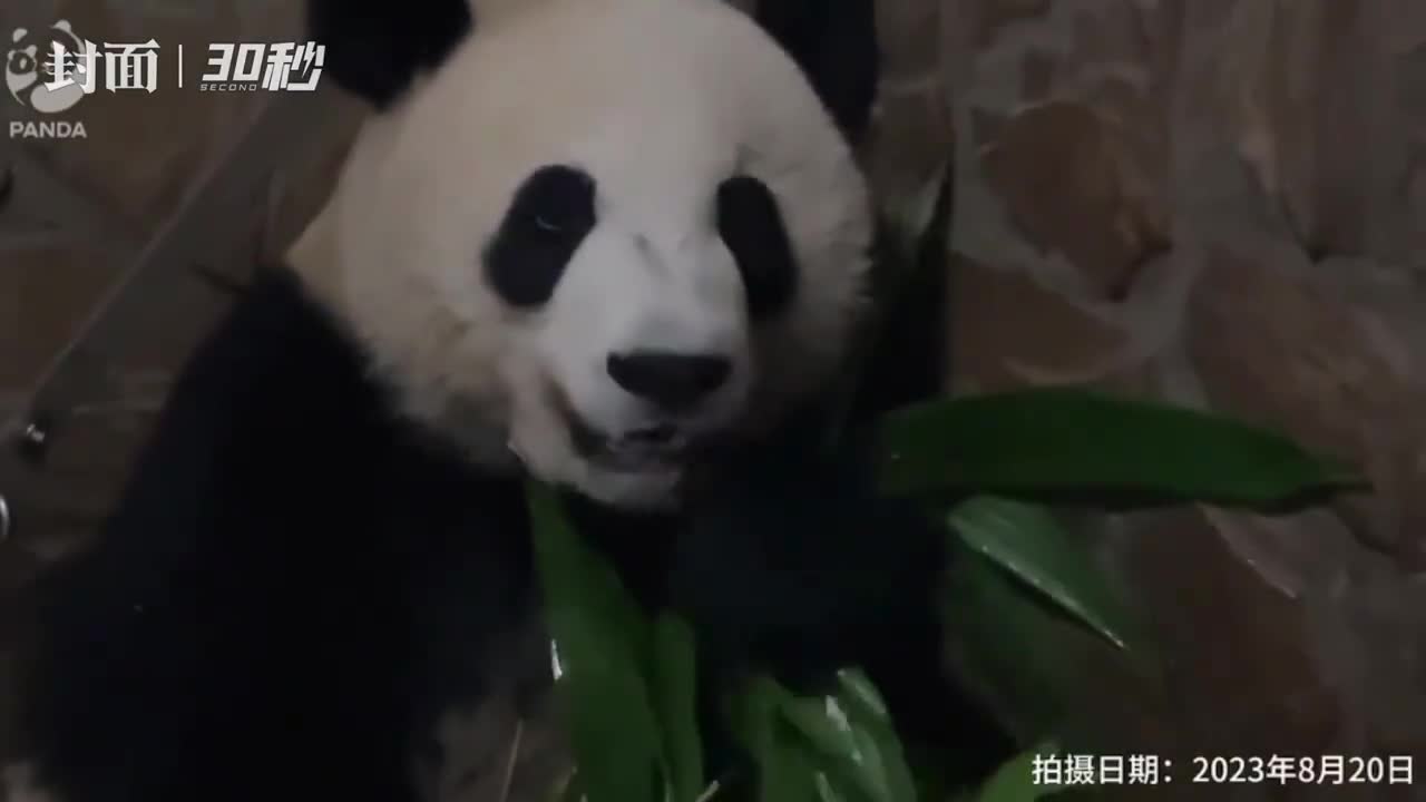 大熊猫“轮辉”消失一周？熊猫基地报平安 因眼睛异常已进行手术治疗