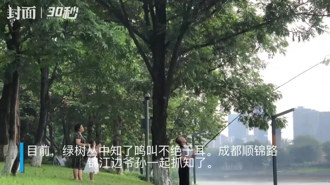 30秒丨好玩有趣 锦江边上抓知了