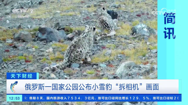 雪豹崽崽好奇扒拉相机