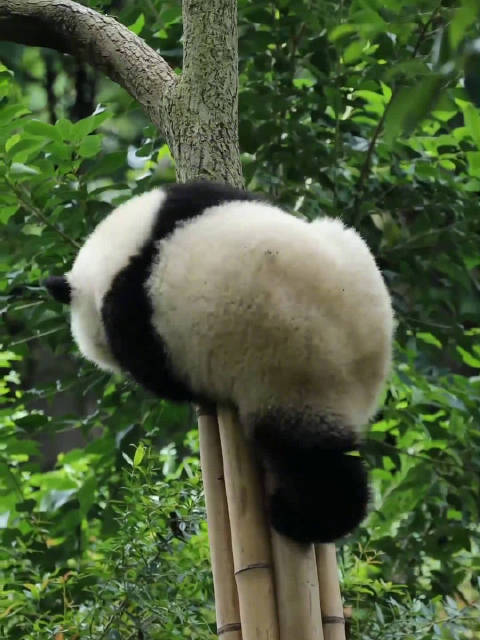 熊猫下树有多谨慎