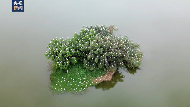 广西大规模白鹭群