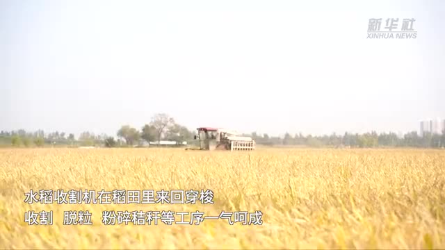 天津：风吹稻浪谷飘香