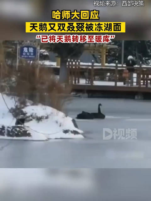 哈师大回应天鹅被冻湖面