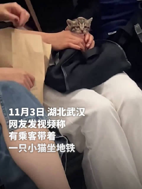 乘客带着小猫坐地铁