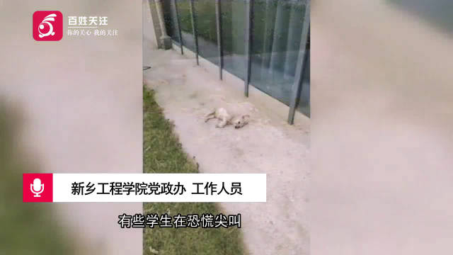 保洁员3楼摔下流浪狗