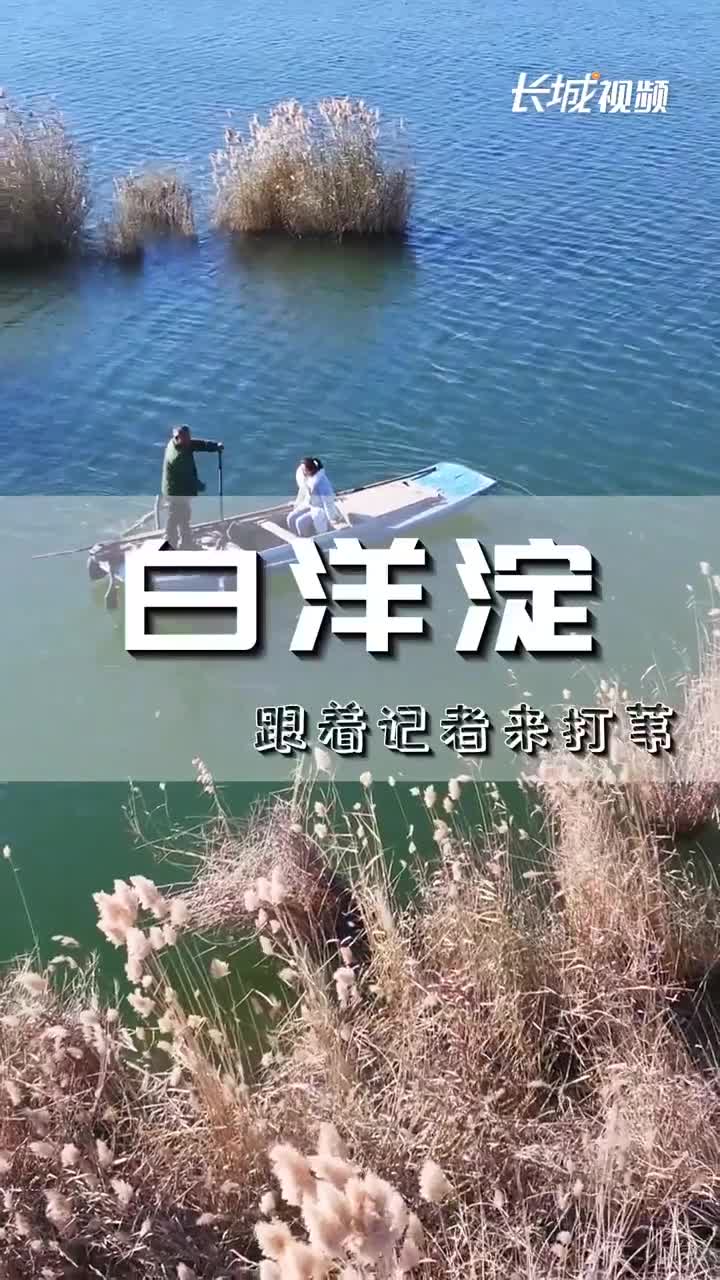 记者探雄安 | 白洋淀冬日打苇