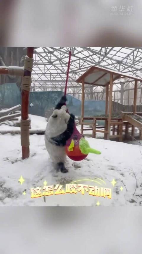 大熊猫雪地花式玩耍