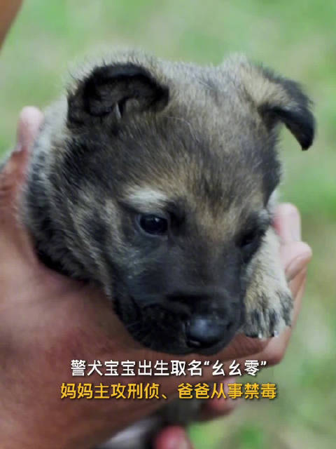 警犬生下幼犬取名110