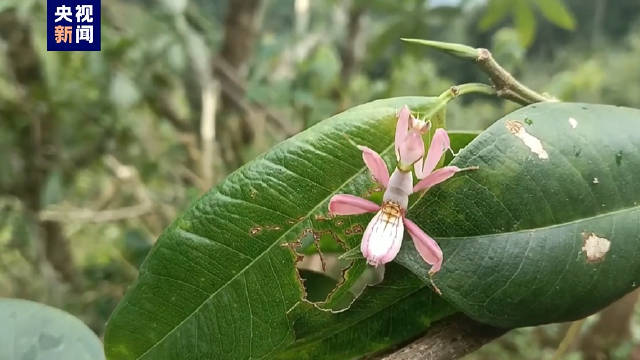 云南村民发现粉色螳螂