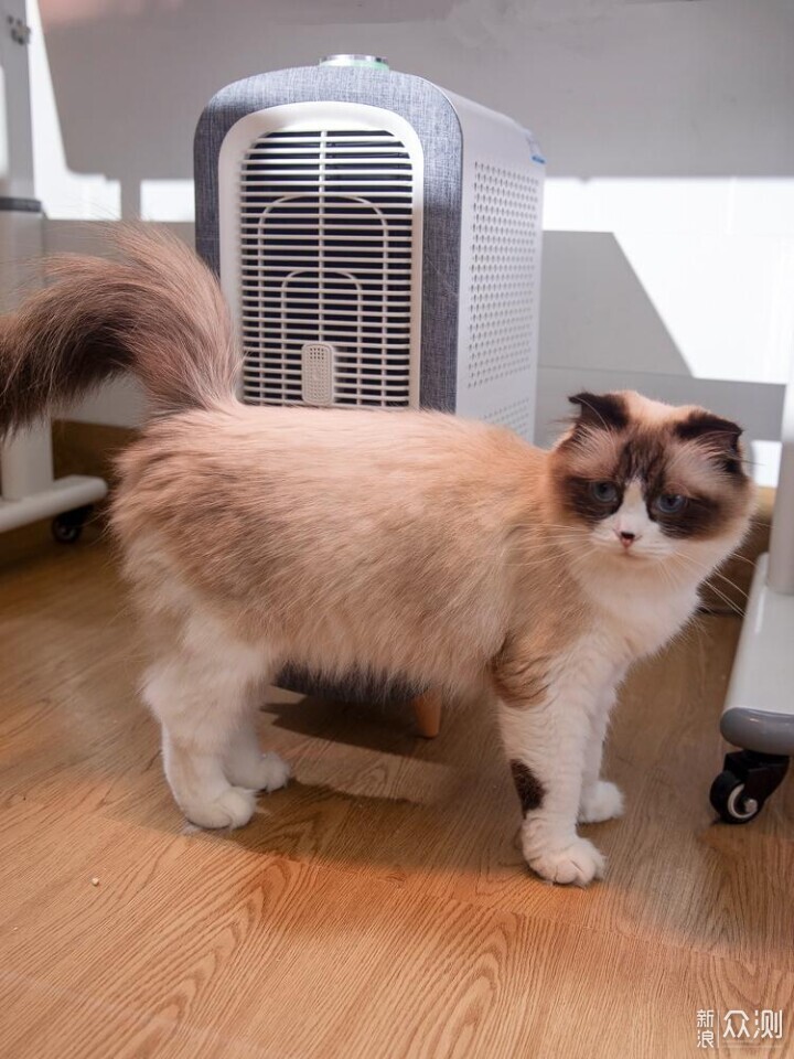養貓家庭的守護神器--舒樂氏寵物空氣淨化器_新浪眾測