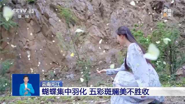 云南彩色蝴蝶漫天飞舞奇观