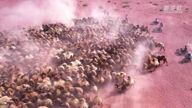 沙漠万驼奔腾