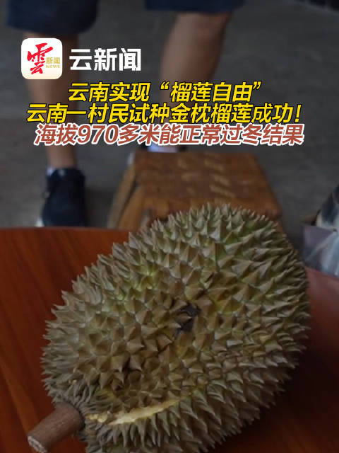 村民试种金枕榴莲成功