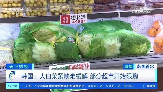 韩国人用卷心菜代替大白菜