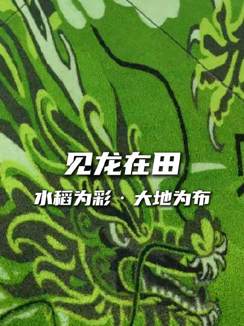 还有谁没见过3D稻田画