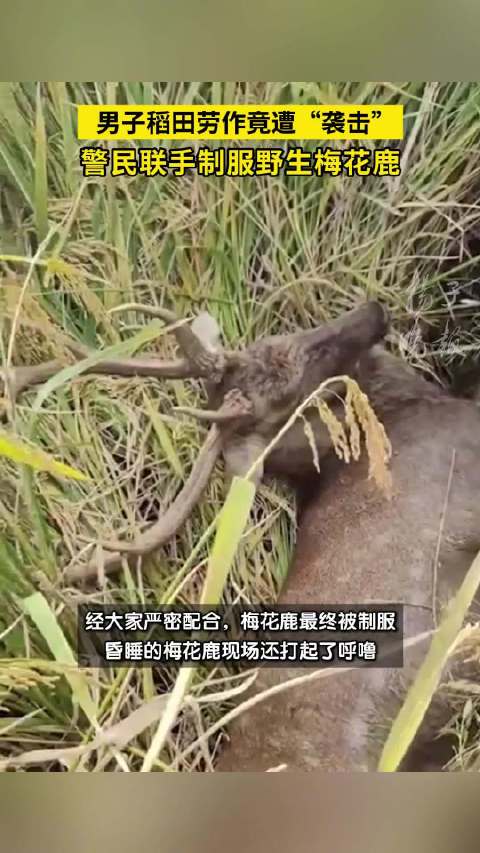 男子稻田劳作被梅花鹿顶撞