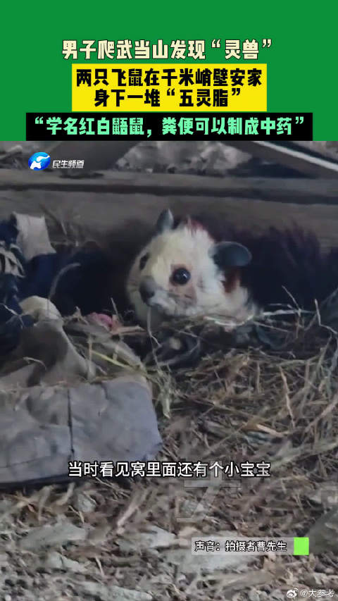 男子武当山发现灵兽飞鼠