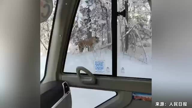 野生东北虎再现长白山