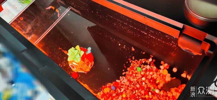 新手養魚選當貝，AI智養省心省力更科學！_新浪眾測