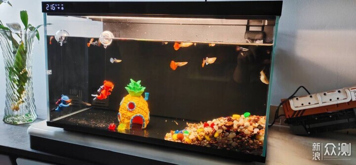 新手養魚選當貝，AI智養省心省力更科學！_新浪眾測