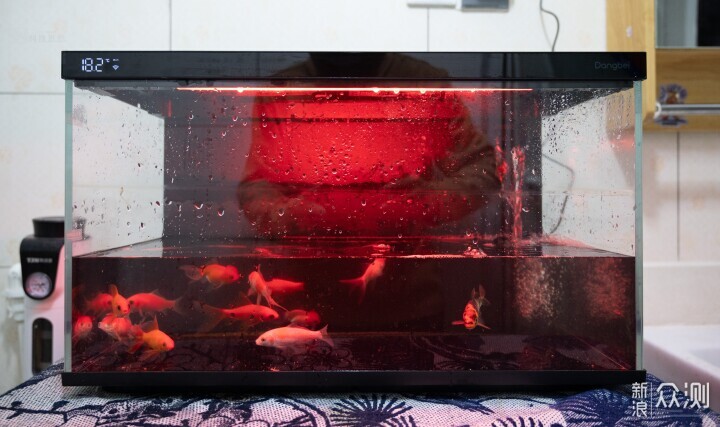 輕鬆享受養魚樂趣，美觀實用兩不誤_新浪眾測