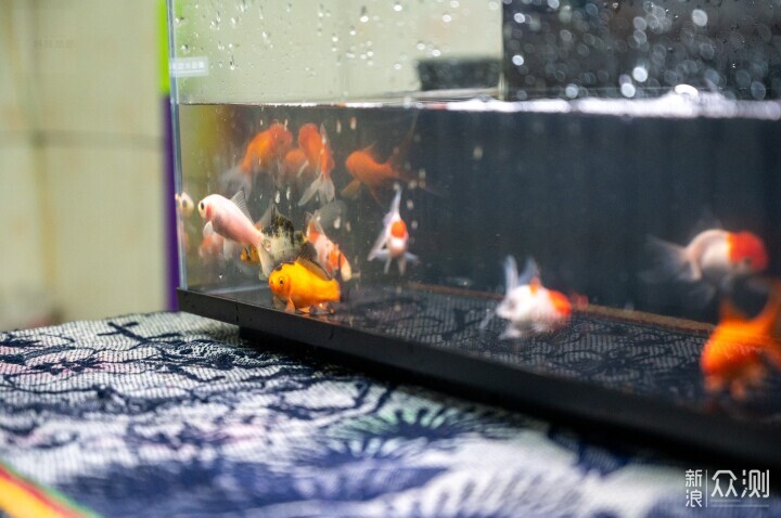 輕鬆享受養魚樂趣，美觀實用兩不誤_新浪眾測