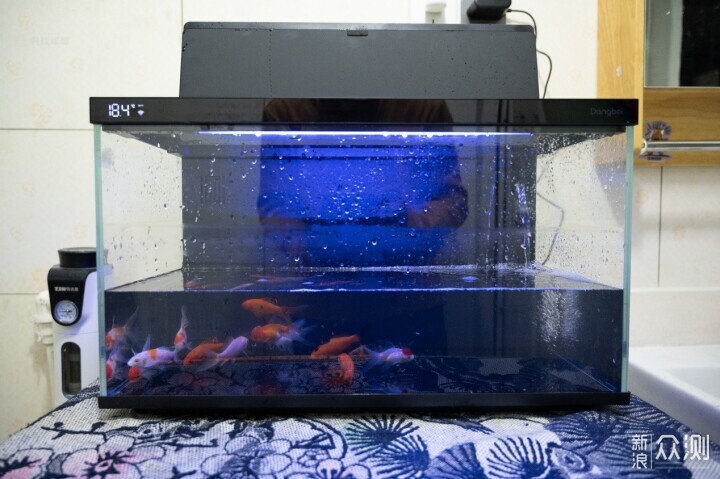 輕鬆享受養魚樂趣，美觀實用兩不誤_新浪眾測