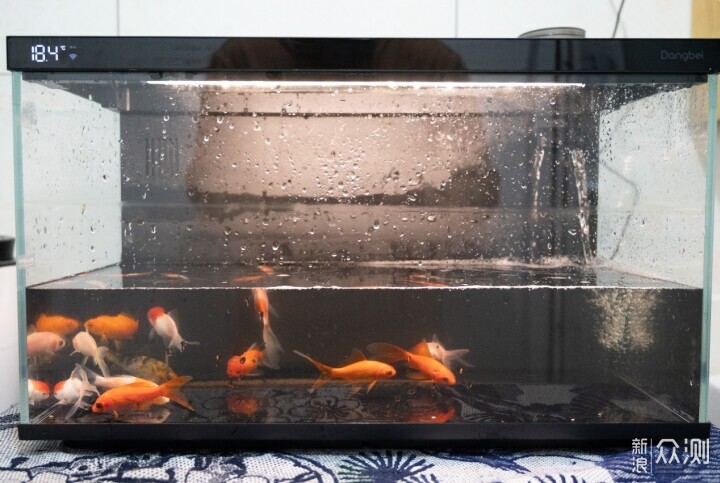 輕鬆享受養魚樂趣，美觀實用兩不誤_新浪眾測