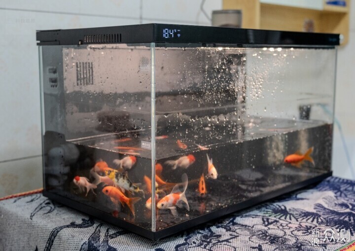 輕鬆享受養魚樂趣，美觀實用兩不誤_新浪眾測