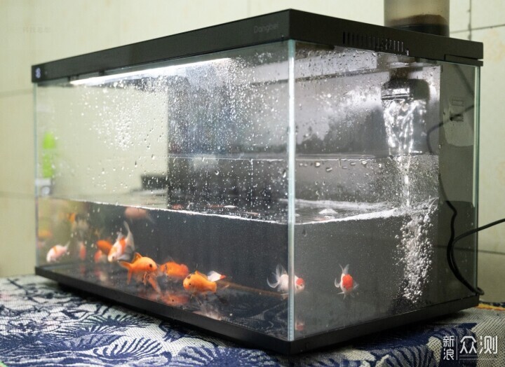 輕鬆享受養魚樂趣，美觀實用兩不誤_新浪眾測