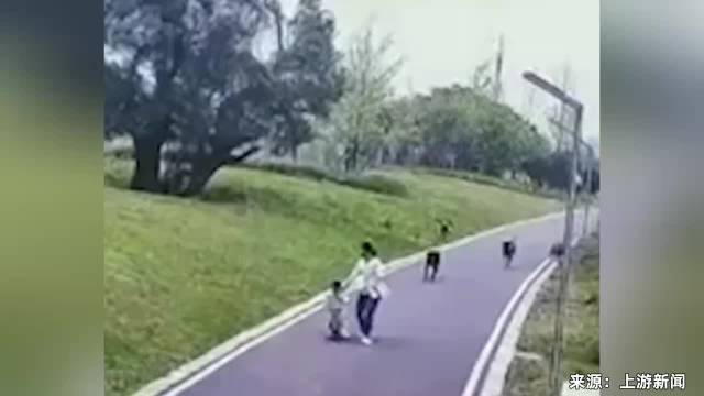 4条大型犬撕咬母女3分钟