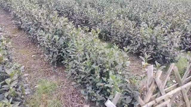 刚刚,绍兴下雪了!